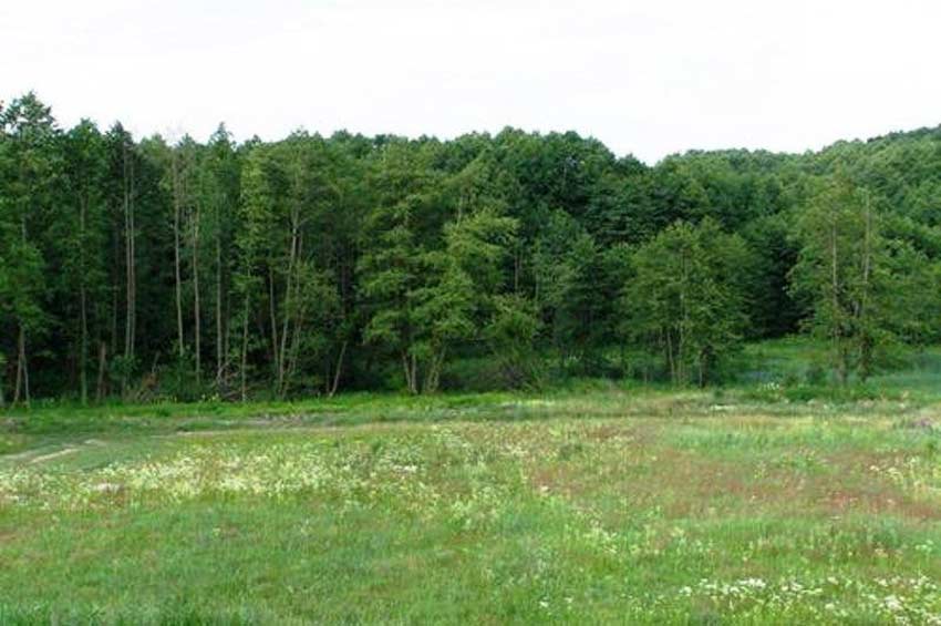 Старокостянтинівську громаду зобов`язали повернути землі лісового фонду вартістю майже 6 млн грн державі