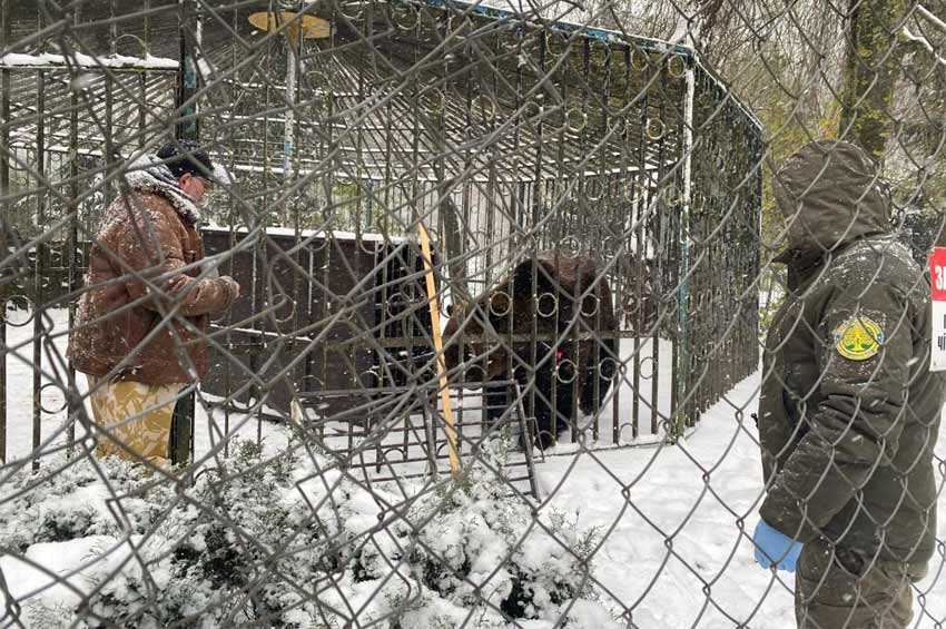 Ведмедя Балу з хмельницького зоокуточка передали до Національного природного парку «Синевир»