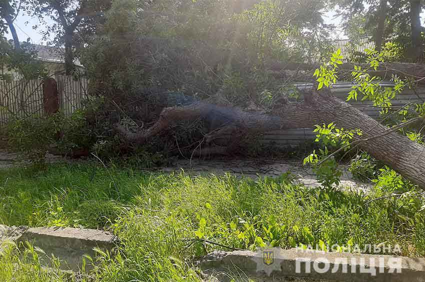 У Кам'янець-Подільському на 18-річного юнака впало дерево 