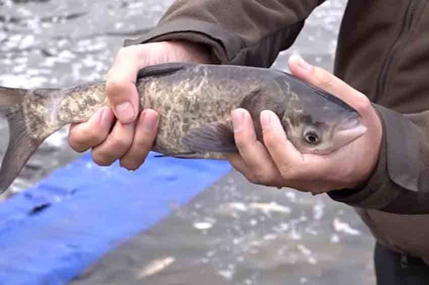 З 1 листопада на Хмельниччині забороняється вилов риби на зимувальних ямах