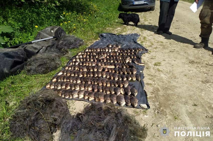 На Віньковеччині поліцейські виявили браконьєра, який незаконно виловив близько 200 карасів