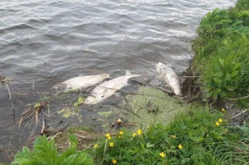 У річці Південний Буг гине риба: що є причиною з`ясовують фахівці