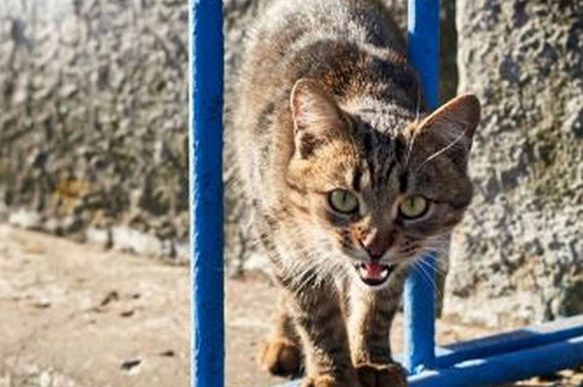 У Летичеві хворий на сказ кіт накинувся на дівчинку: у селищі запроваджено карантин