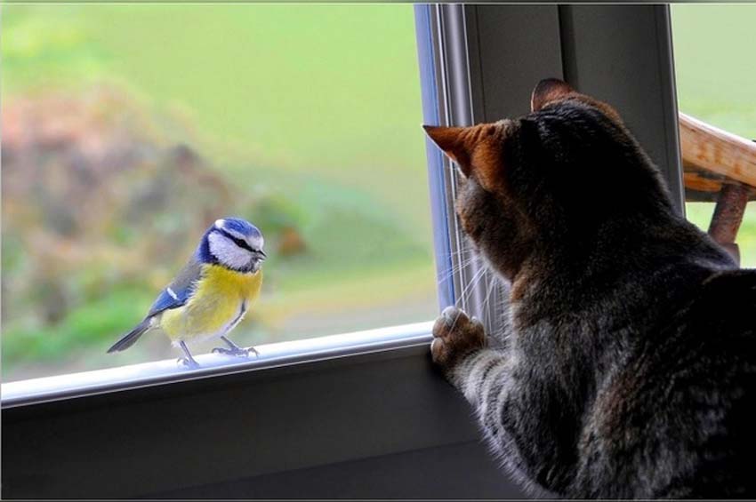 Що віщує пташка, яка стукає до вас у віконце?