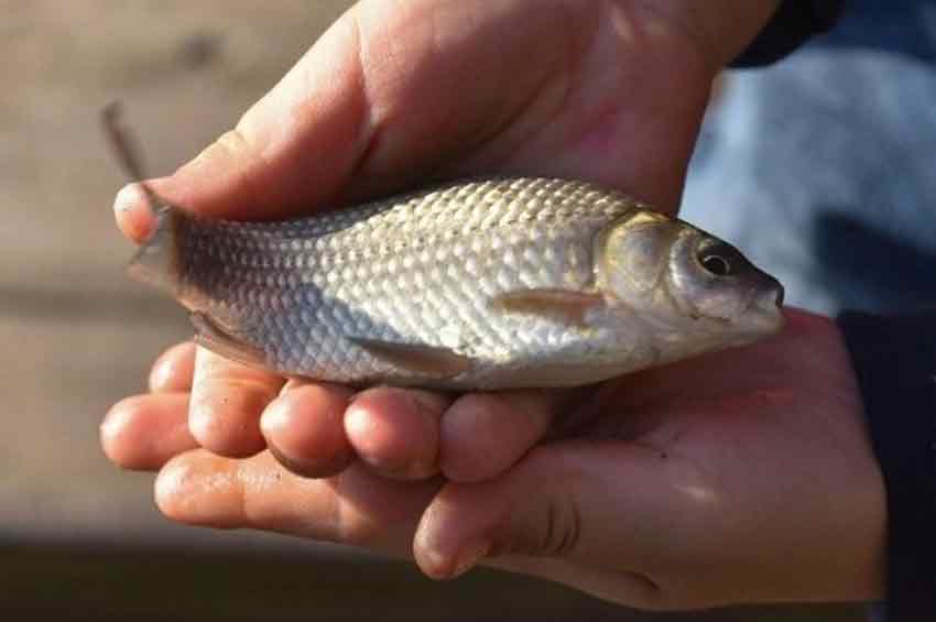 На Хмельниччині з 1 листопада заборонено ловити рибу на  зимувальних ямах