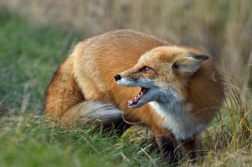 У селі Паплинці на Хмельниччині запровадили карантин через випадок сказу