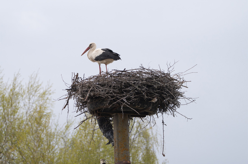 Унікальний випадок: лелека з Польщі оселилася на Хмельниччині