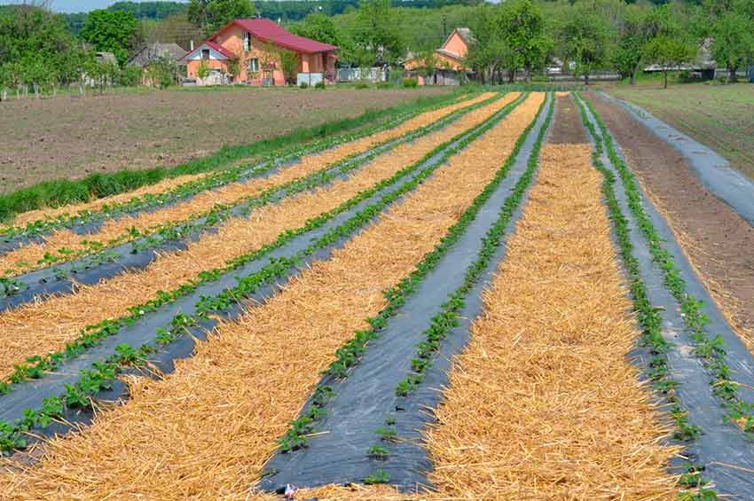 Заробляти по 30 тисяч на сім’ю в кооперативі – реально  